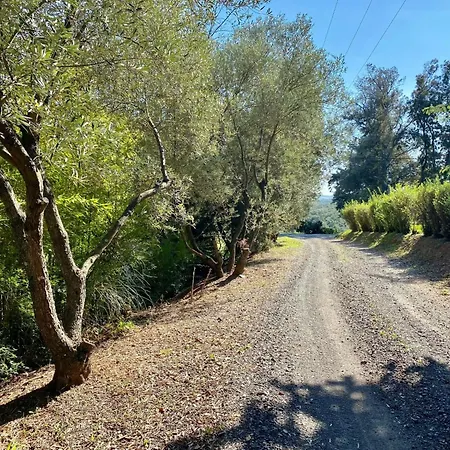Weingut Punta Della Guardia Panorama Von Macchia Und By Interhome Hébergement de vacances