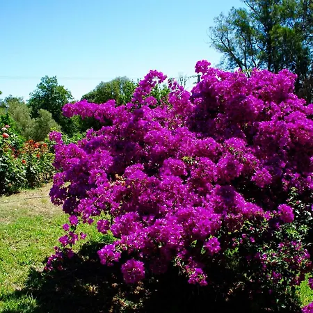 Hébergement de vacances Weingut Punta Della Guardia Panorama Von Macchia Und By Interhome Cervione