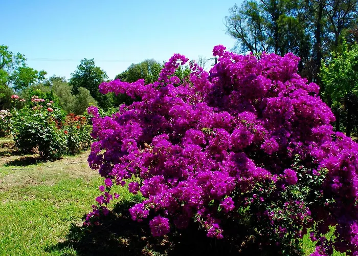 Hébergement de vacances Weingut Punta Della Guardia Panorama Von Macchia Und By Interhome Cervione